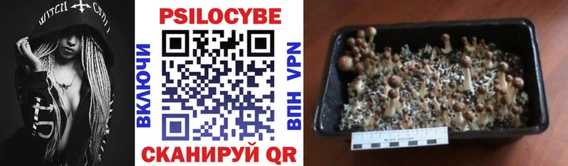 купить наркоту  Уяр  Псилоцибиновые грибы Cubensis 